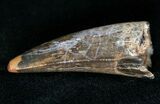 Tyrannosaur Tooth - Fine Serrations #15346-2